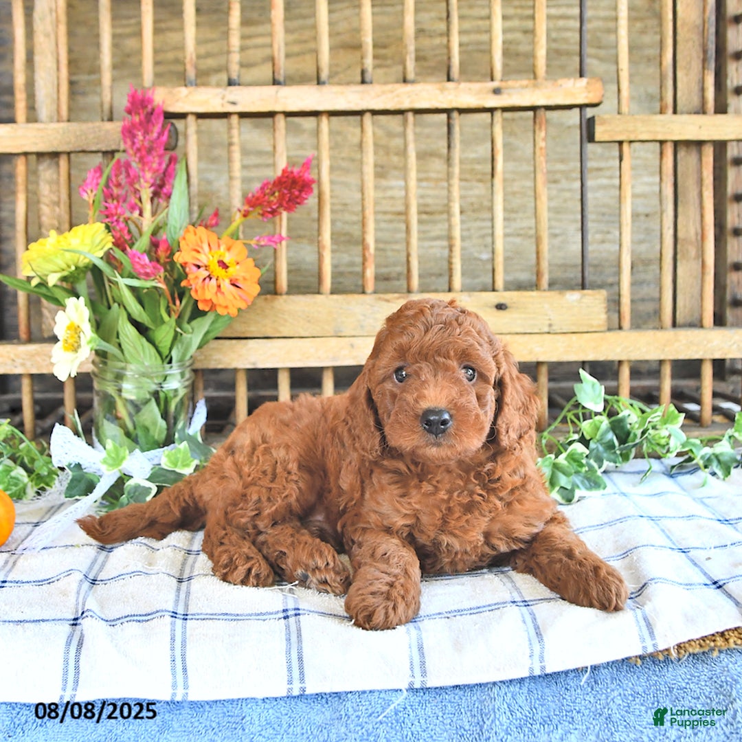 Mini Goldendoodle dogs for sale: Penny - Image 1