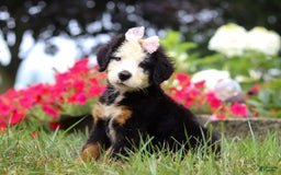 Bernese Mountain Dog dogs for sale: Bailey - Image 3