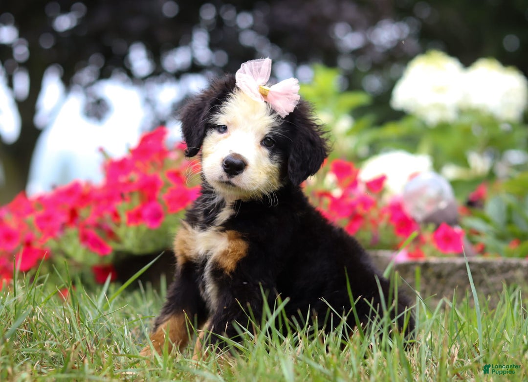Bernese Mountain Dog dogs for sale: Bailey - Image 3
