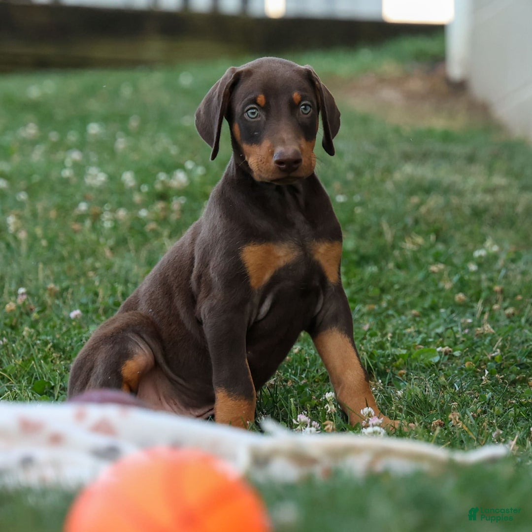 Doberman Pinscher dogs for sale: Dannie - Image 13