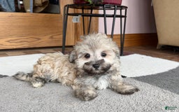 Maltese dogs for sale: Waylon - Image 6