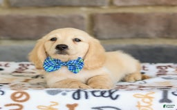 Miniature Dachshund dogs for sale: Theo - Image 8