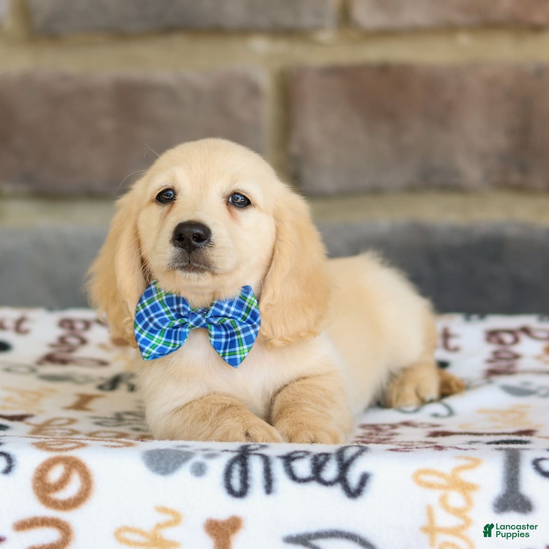 Miniature Dachshund dogs for sale: Theo - Image 8