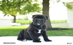 Cane Corso dogs for sale: Cane Corso 4 puppies - Image 1