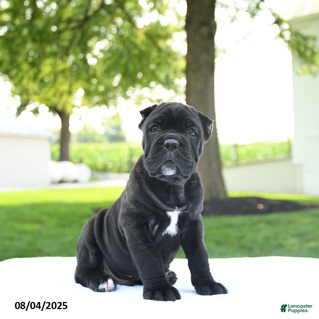 Cane Corso dogs for sale: Cane Corso 4 puppies - Image 1