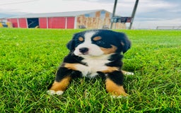 Bernese Mountain Dog dogs for sale: Bernese Mountain Dog 8 puppies - Image 9