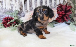 Miniature Dachshund dogs for sale: Gavin - Image 2