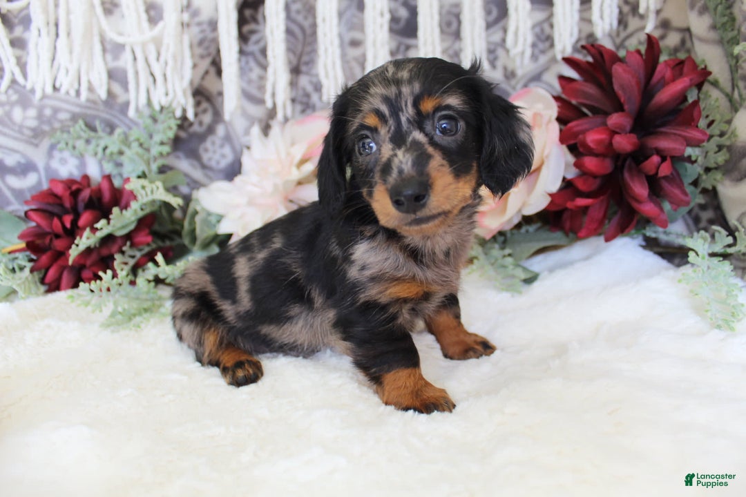 Miniature Dachshund dogs for sale: Gavin - Image 2