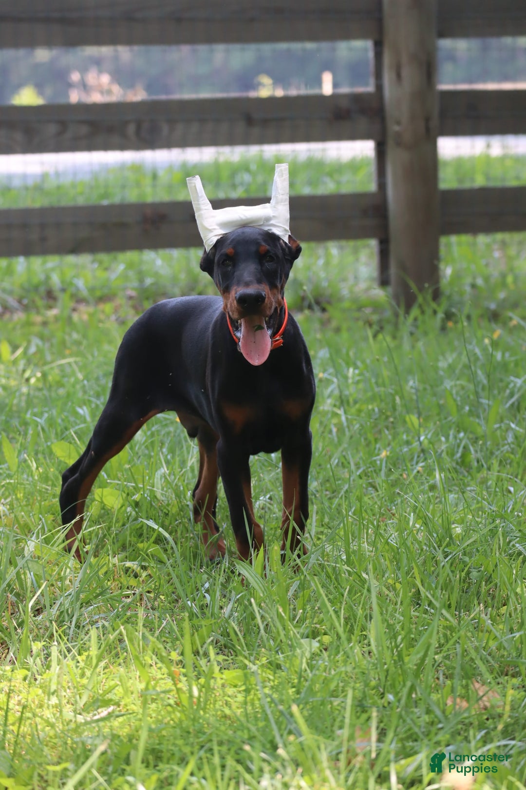 Doberman Pinscher dogs for sale: Storm - Image 4