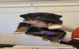 Australian Shepherd dogs for sale: Nubby Fully Vaccinated - Image 8