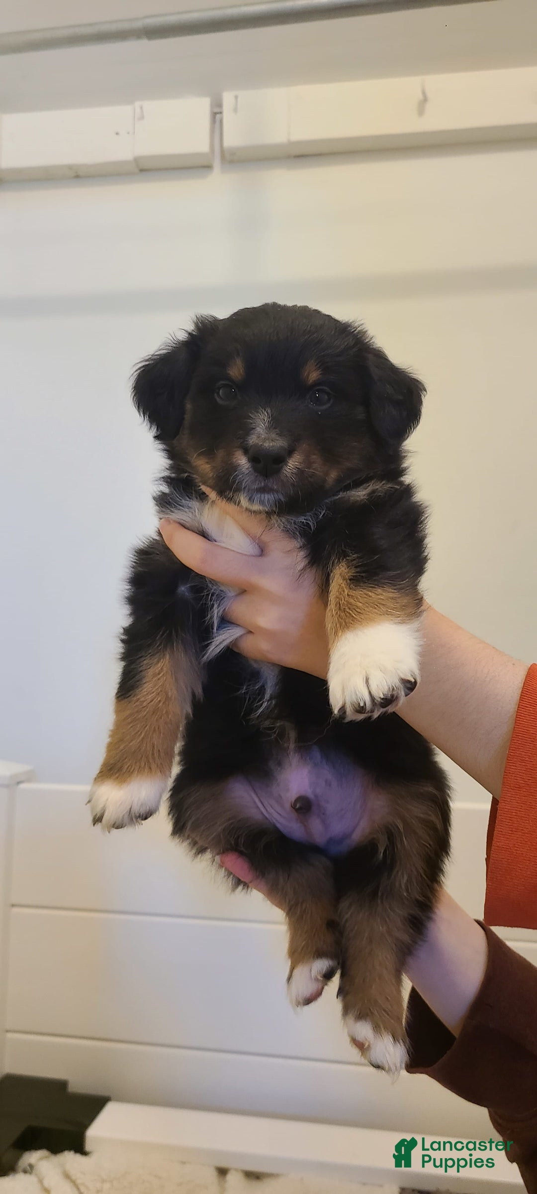 Australian Shepherd dogs for sale: Nubby Fully Vaccinated - Image 8