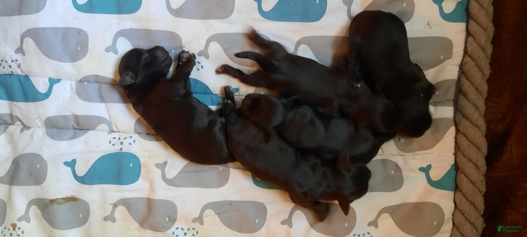 Miniature Schnauzer dogs for sale: Girl1 - Image 7
