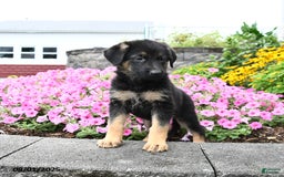 German Shepherd dogs for sale: Satin - Image 1