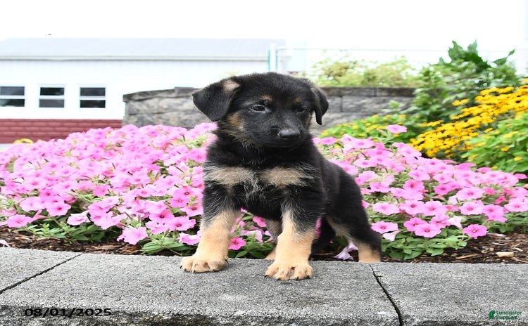 German Shepherd dogs for sale - Ad 5