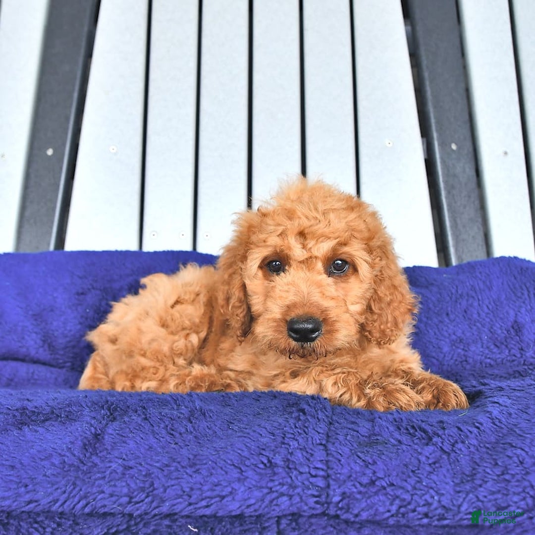 Mini Goldendoodle dogs for sale: Aurora - Image 3