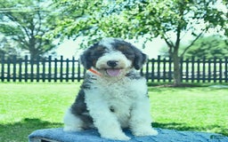 Bernedoodle dogs for sale: Truffle - Image 7