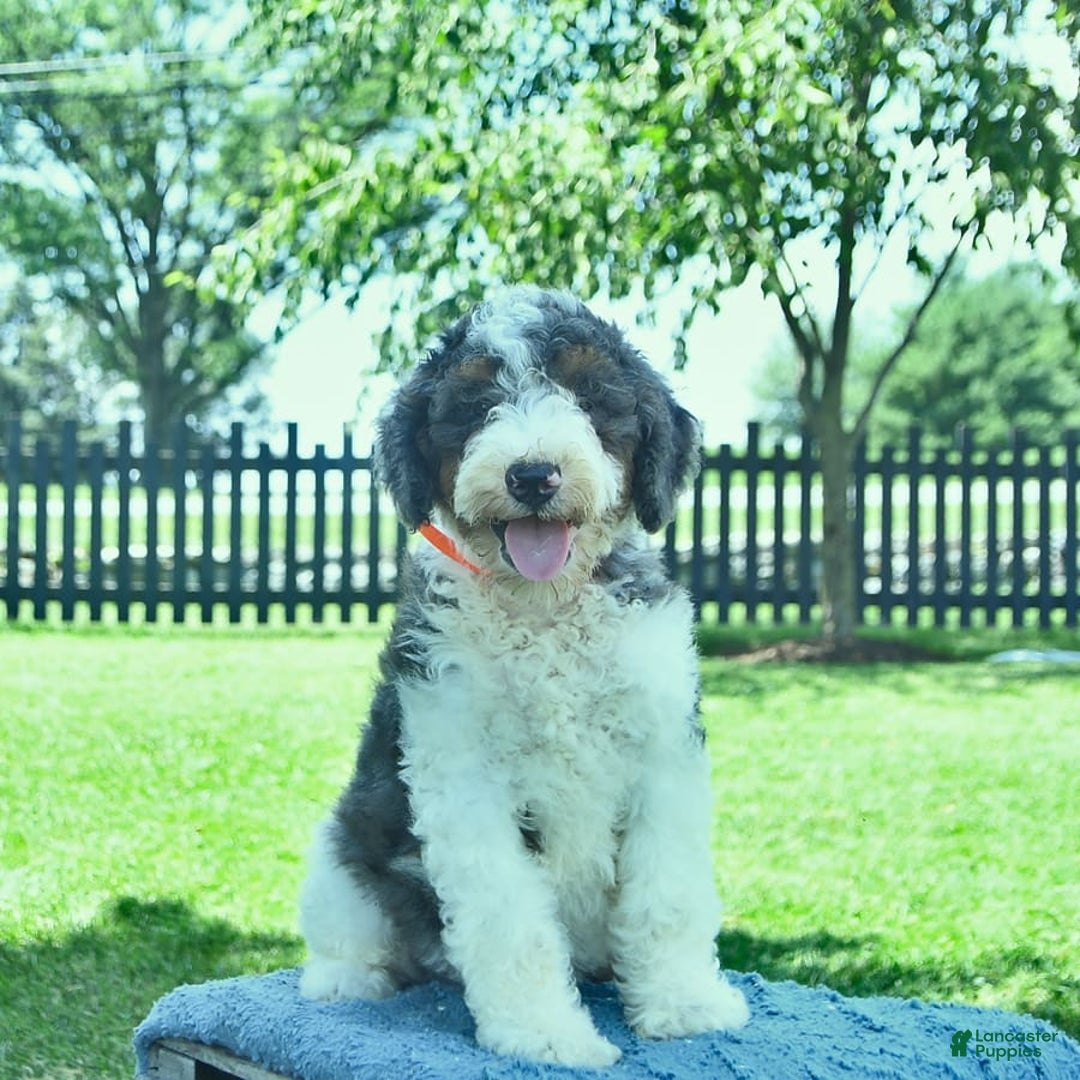 Bernedoodle dogs for sale: Truffle - Image 7