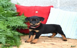Rottweiler dogs for sale: Reese - Image 5