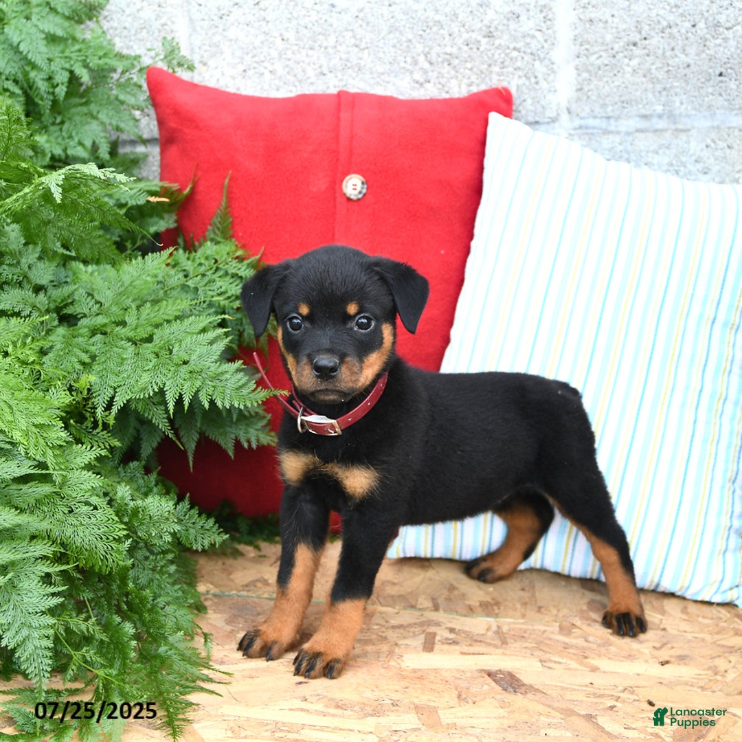 Rottweiler dogs for sale: Reese - Image 5