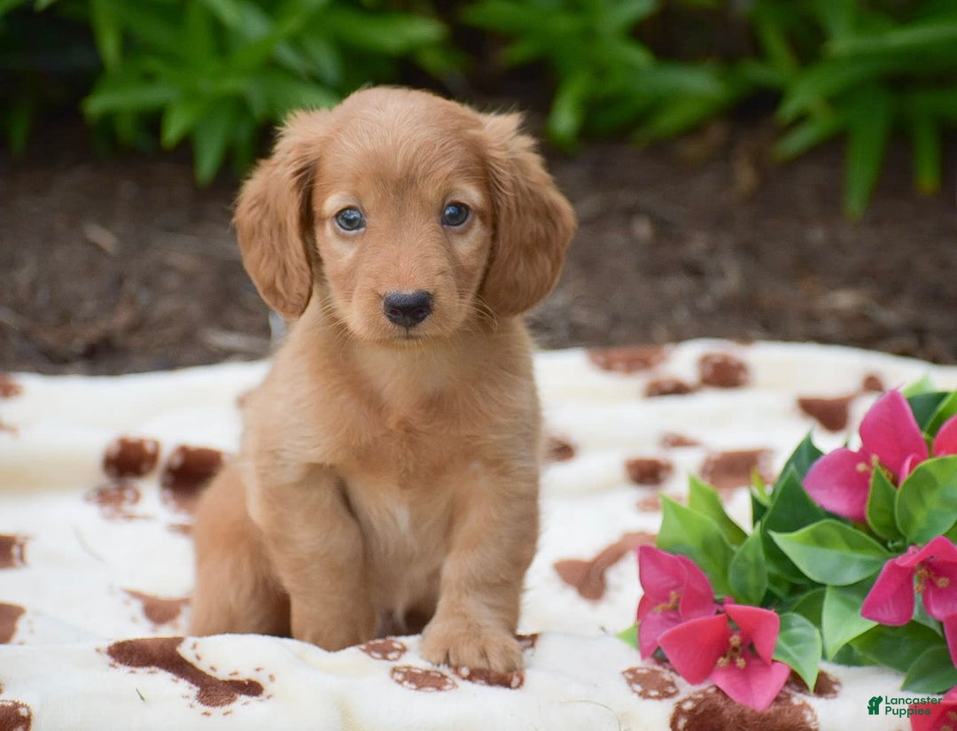 Miniature Dachshund dogs for sale: Teddy - Image 9
