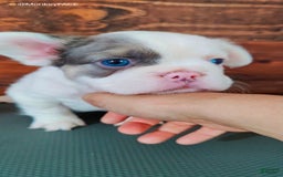 French Bulldog dogs for sale: Patch - Image 6