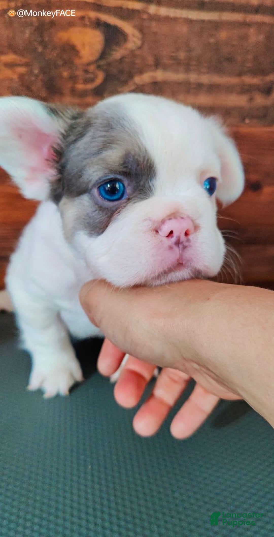 French Bulldog dogs for sale: Patch - Image 6