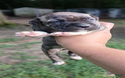 American Pit Bull Terrier dogs for sale: Guage - Image 11