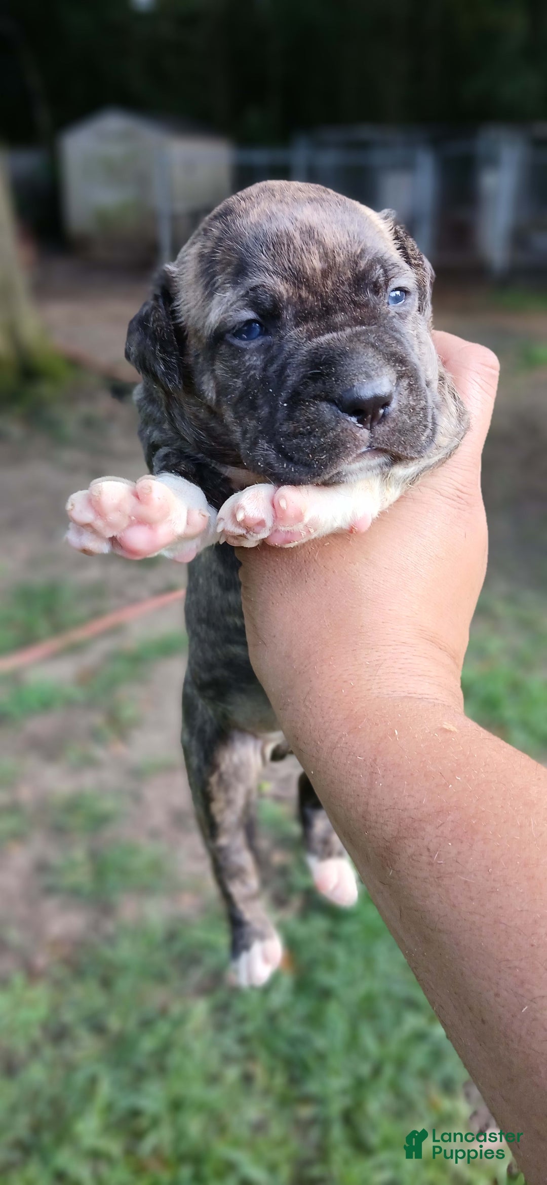 American Pit Bull Terrier dogs for sale: Guage - Image 11