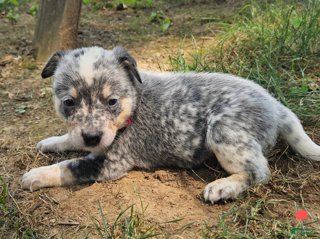 Australian Cattle Dog dogs for sale: Dusty - Image 1