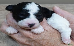 Toy Poodle dogs for sale: Zara Parti Girl - Image 3