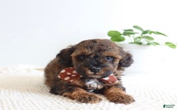 Toy Poodle dogs for sale: Gilbert - Image 3