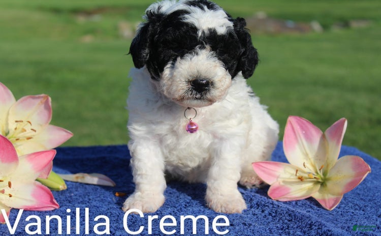 Spanish Water Dog dogs - Advert 4