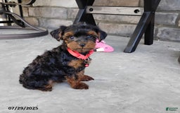 Yorkiepoo dogs for sale: Bingo - Image 12