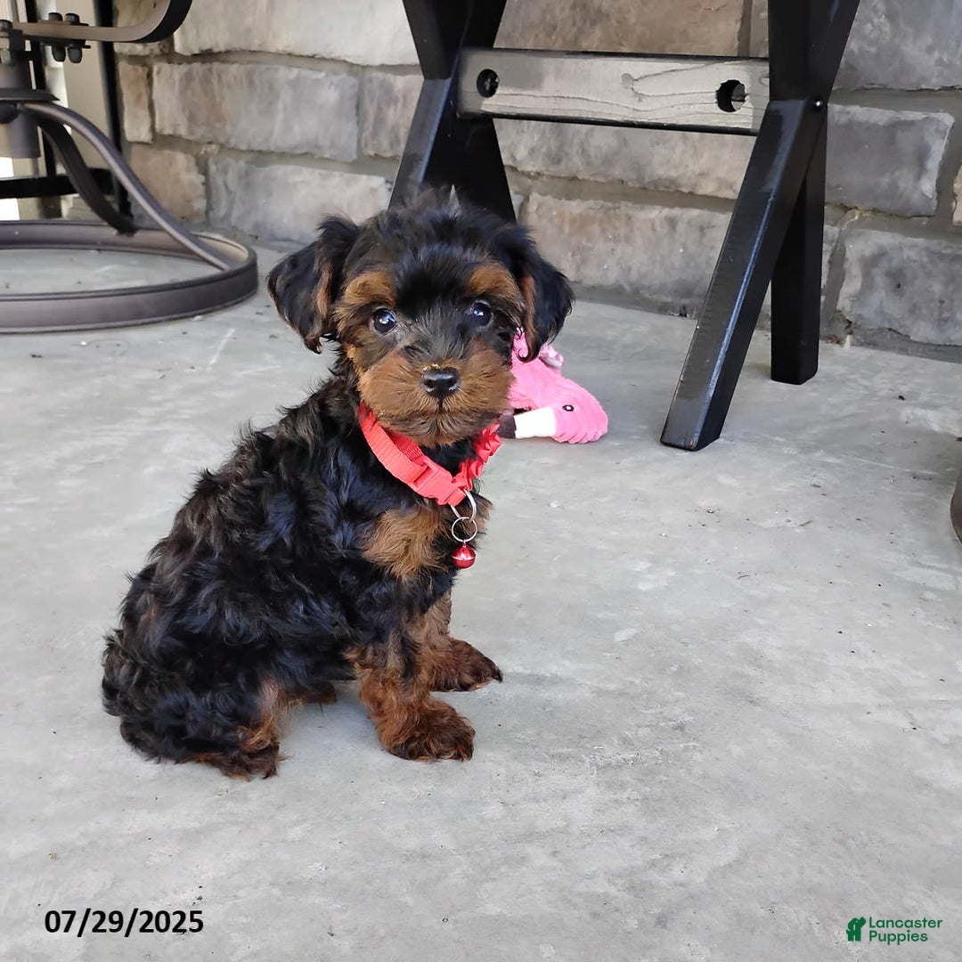 Yorkiepoo dogs for sale: Bingo - Image 12