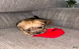 Morkie dogs for sale: Clover - Image 7