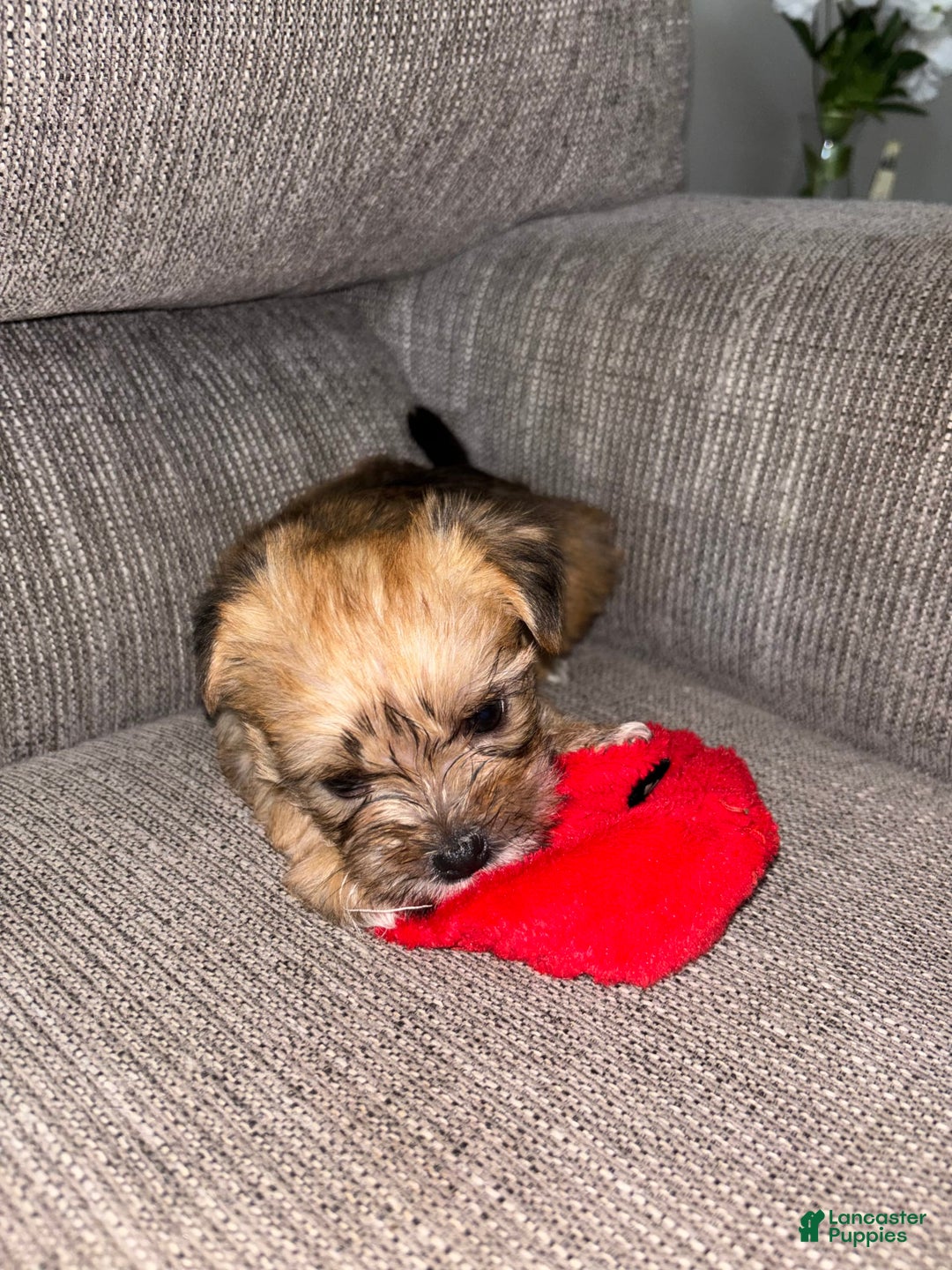 Morkie dogs for sale: Clover - Image 7