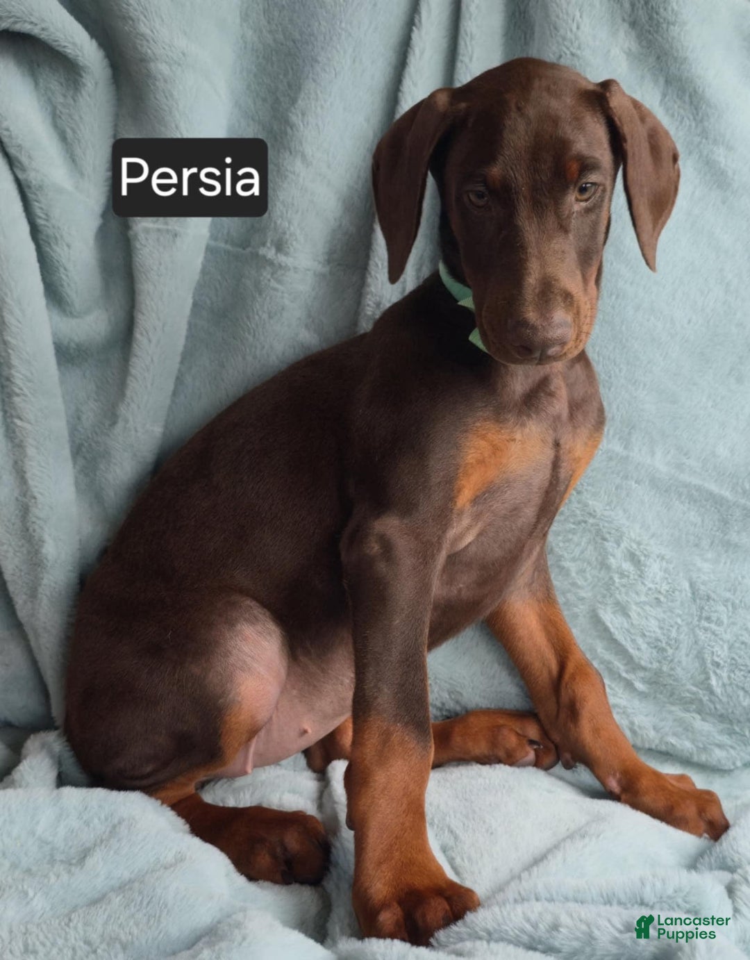 Doberman Pinscher dogs for sale: Persia - Image 3