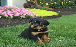 Rottweiler dogs for sale: Nutmeg - Image 2