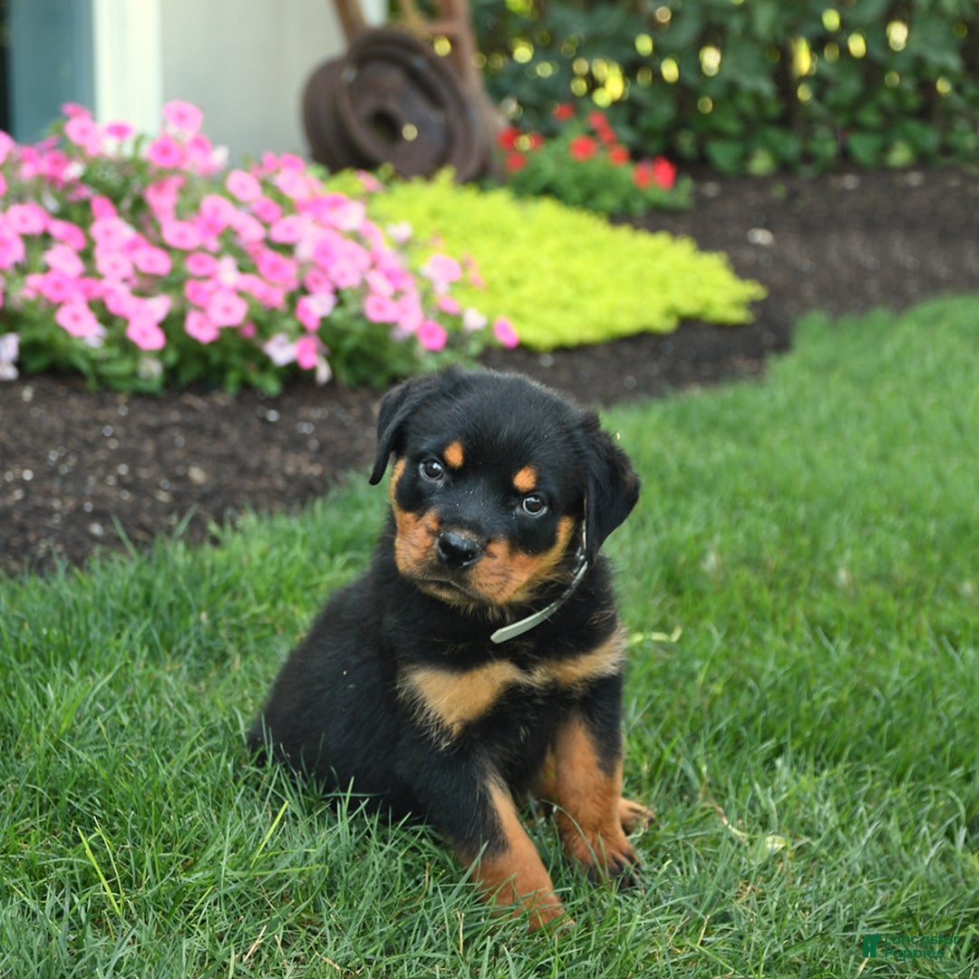 Rottweiler dogs for sale: Nutmeg - Image 2