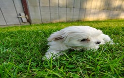 Morkie dogs for sale: Lilly - Image 1