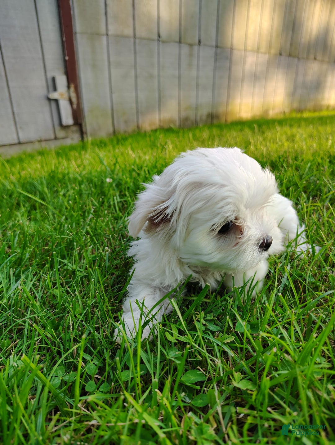 Morkie dogs for sale: Lilly - Image 1
