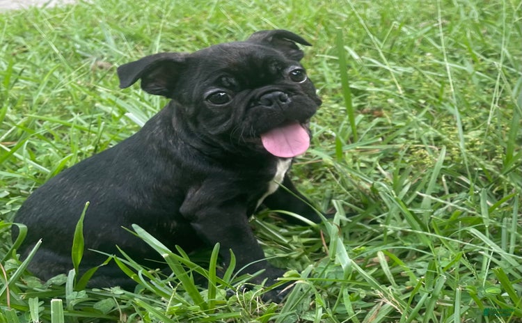 French Bulldog dogs for sale - Ad 2