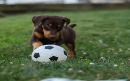 Doberman Pinscher dogs for sale: Dixie - Image 8
