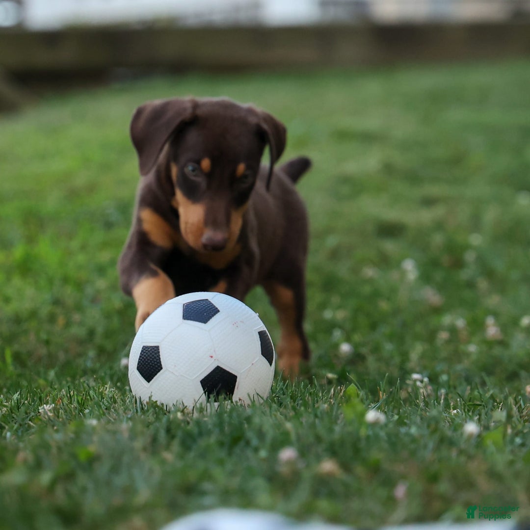 Doberman Pinscher dogs for sale: Dixie - Image 8