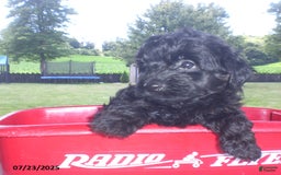Yorkiepoo dogs for sale: Mack - Image 16