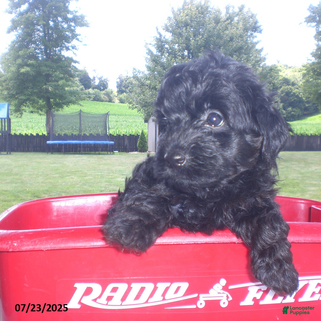 Yorkiepoo dogs for sale: Mack - Image 16