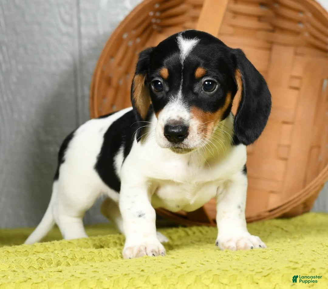 Miniature Dachshund dogs for sale: Buster - Image 6