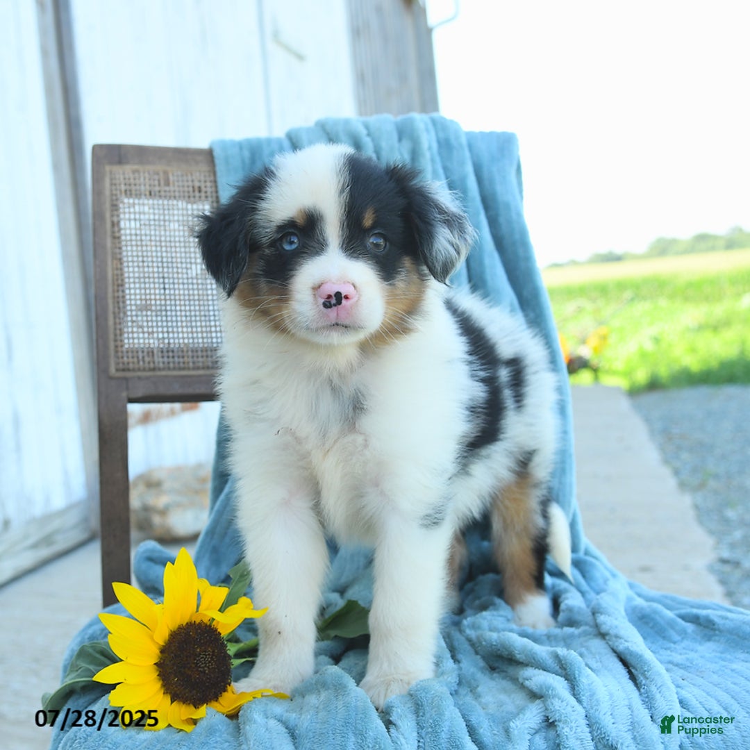 Australian Shepherd dogs for sale: Button - Image 1