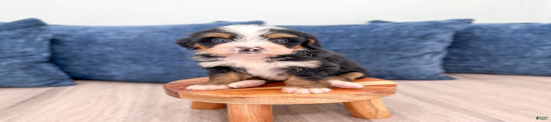Max