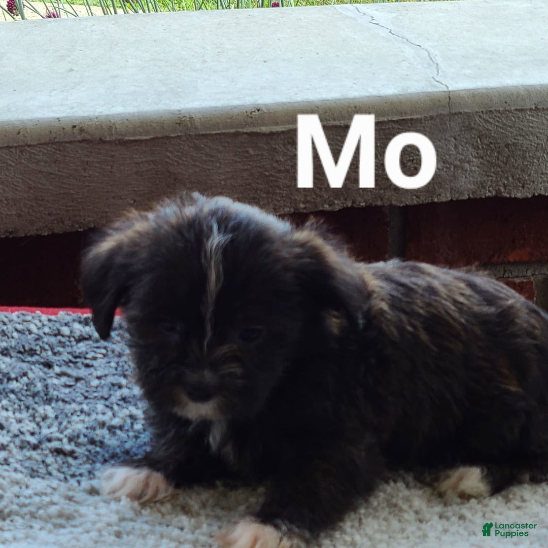 Shorkie dogs for sale: Mo - Image 2